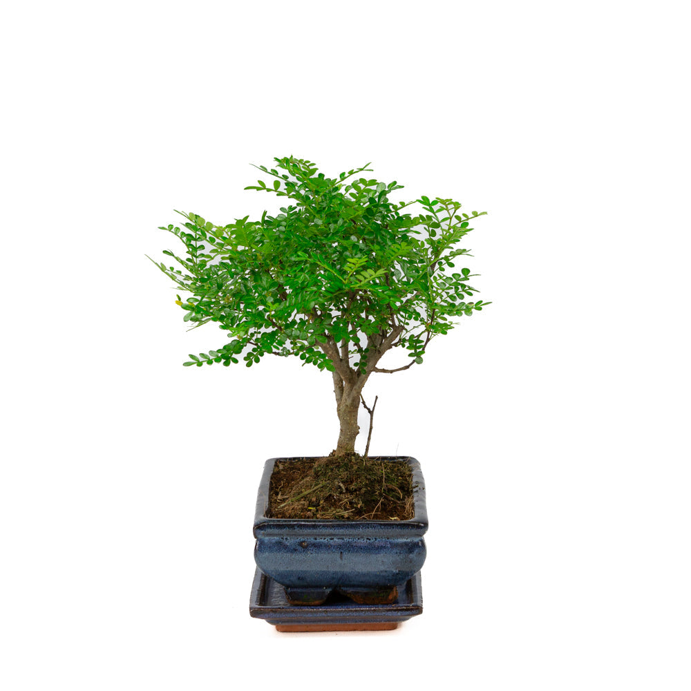 Zanthoxylum piperitium Bonsaï dans un pot bleu 20 cm, hauteur ~32 cm