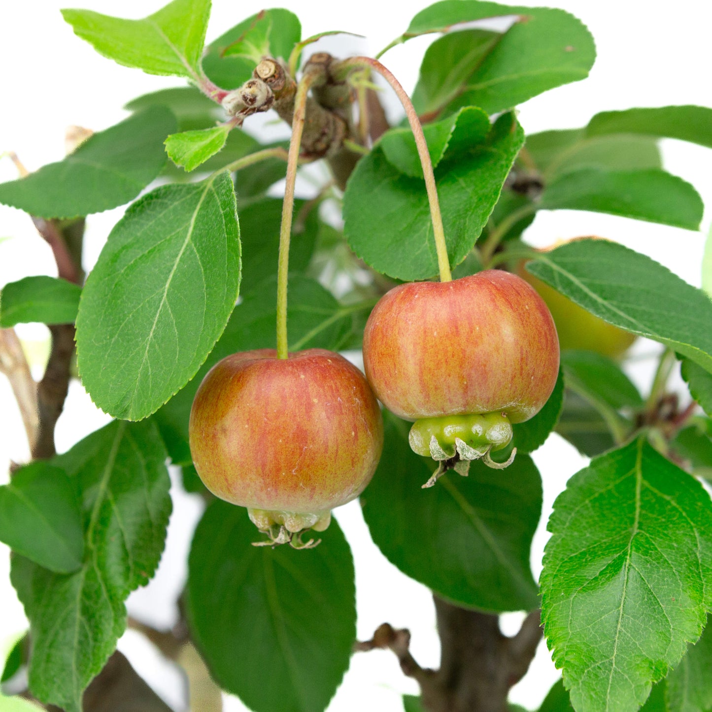 Malus domestica pot rectangulaire vert 16 cm, hauteur ~40 m