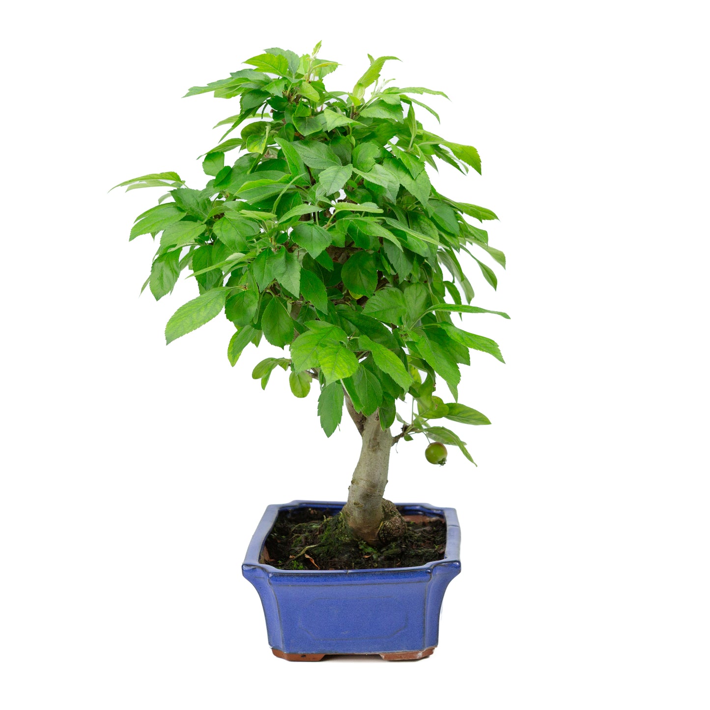 Malus halliana pot rectangulaire bleu 24 cm, hauteur ~45 cm