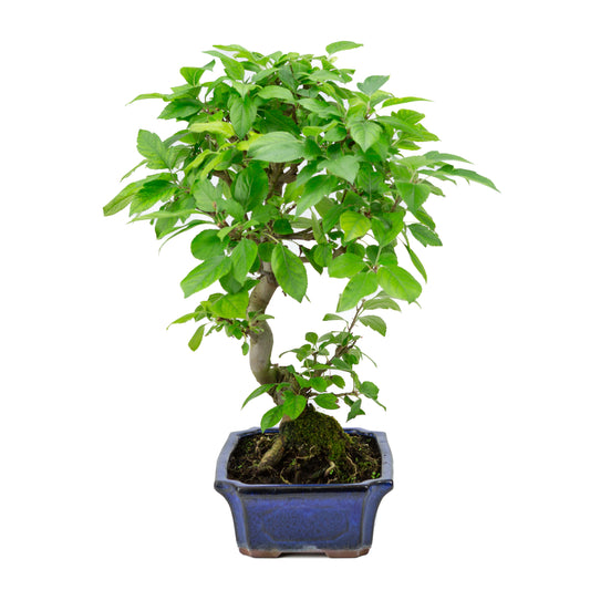 Malus halliana pot rectangulaire bleu 24 cm, hauteur ~45 cm