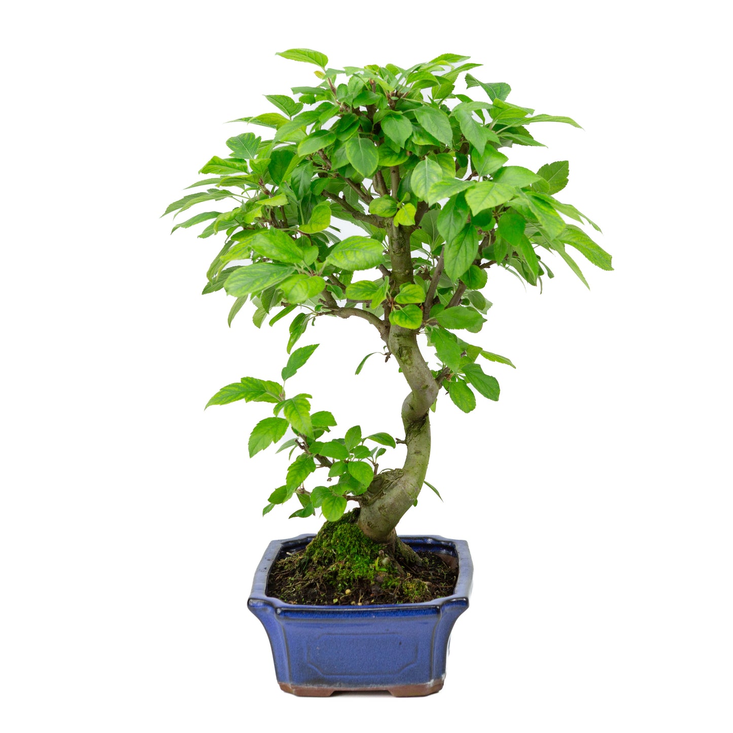 Malus halliana pot rectangulaire bleu 24 cm, hauteur ~45 cm