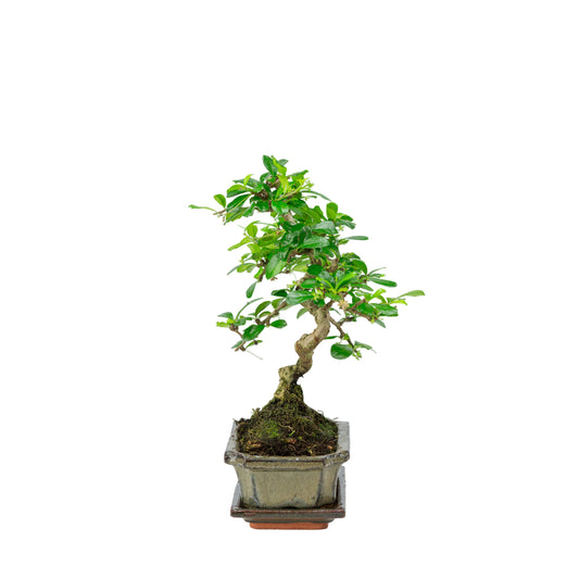 Carmona Bonsai dans un pot vert 15 cm, hauteur ~30 cm