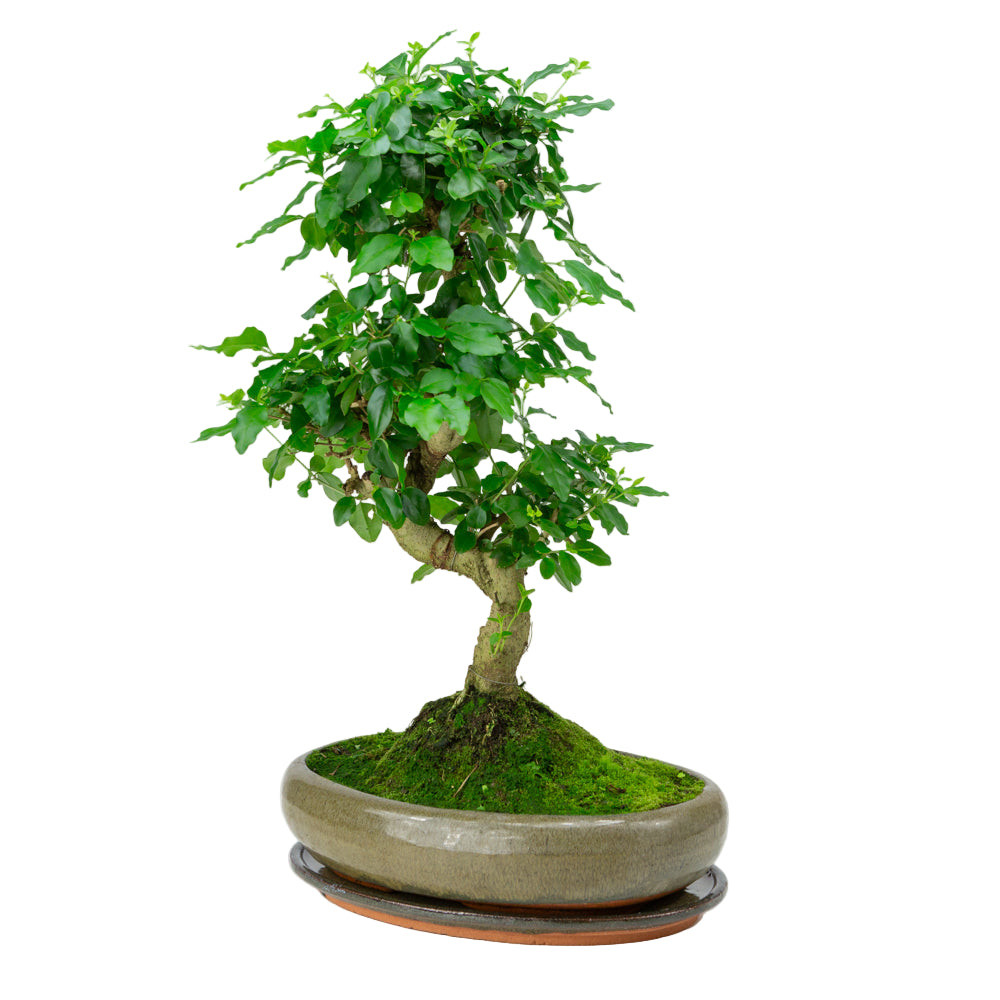 Ligustrum sinensis Bonsaï en pot vert 29 cm, hauteur ~45 cm