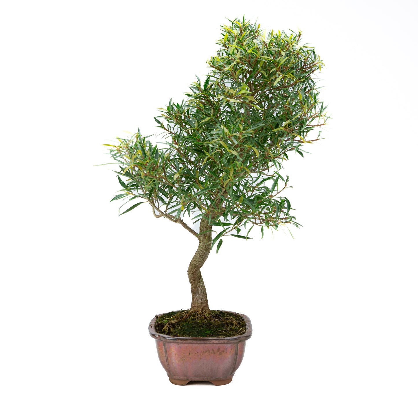 Ficus nerifolia (wilgenbladige vijg), hoogte ~67cm
