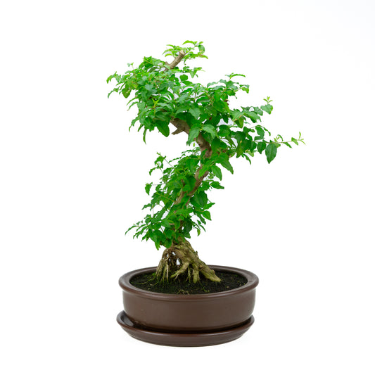 Ligustrum ovalifolium Bonsaï en pot vert 16 cm, hauteur ~32 cm