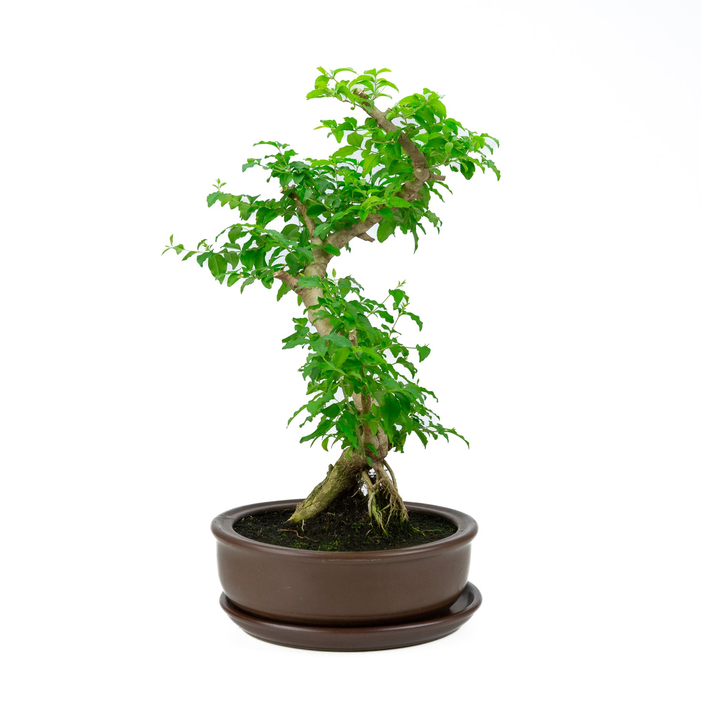 Ligustrum ovalifolium Bonsaï en pot vert 16 cm, hauteur ~32 cm