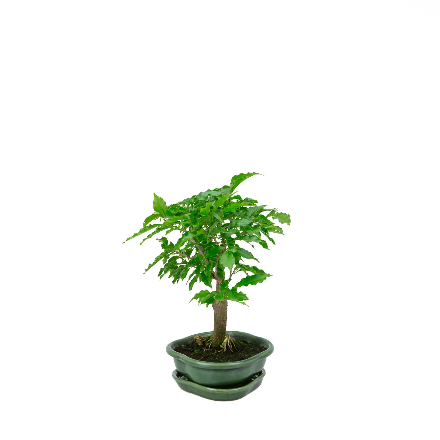 Bougainvillea glabra, hoogte ~28cm