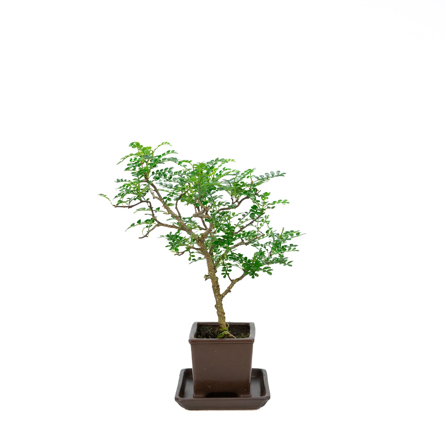 Zanthoxylum piperitum (peperboom), hoogte ~37cm