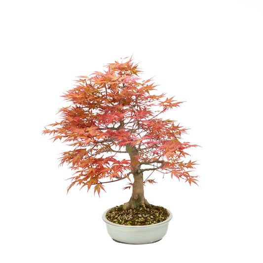 Acer palmatum « Benichidori » (érable japonais), hauteur ~38 cm