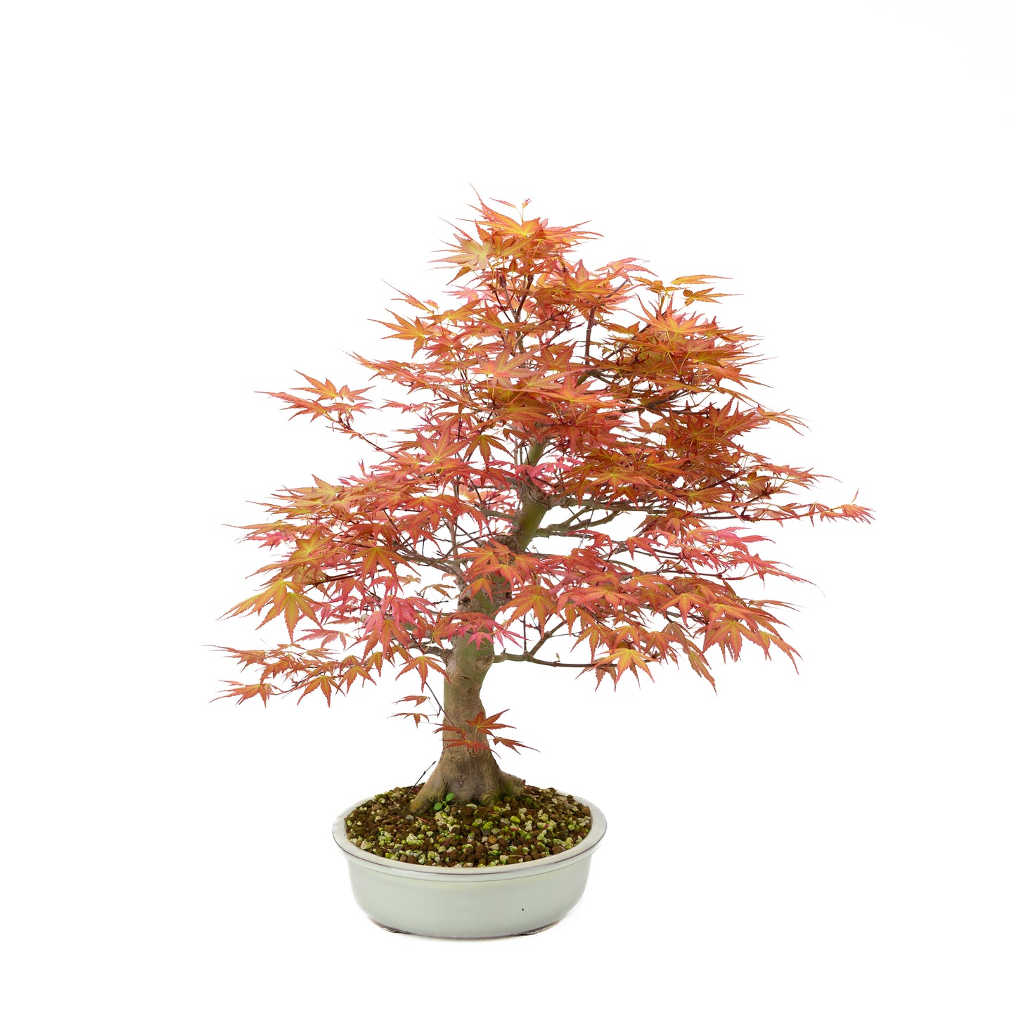 Acer palmatum « Benichidori » (érable japonais), hauteur ~38 cm