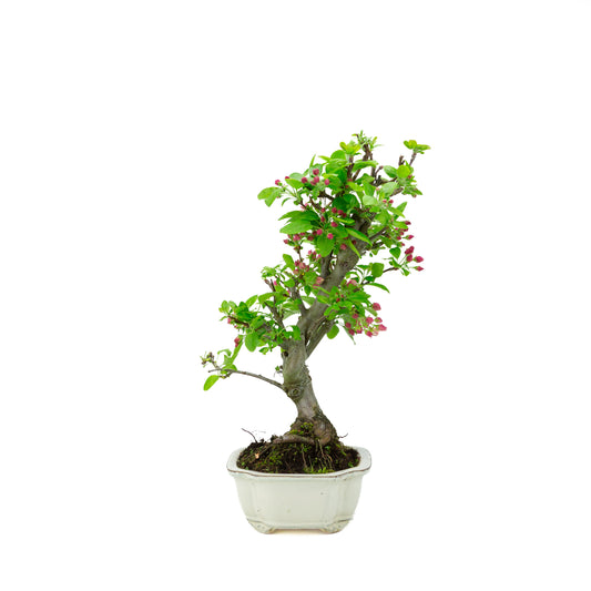 Malus halliana pot rectangulaire crème 16 cm, hauteur ~34 cm
