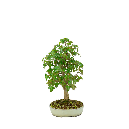 Bonsaï d'extérieur Acer buergerianum pot ovale crème 25 cm, hauteur ~36 cm