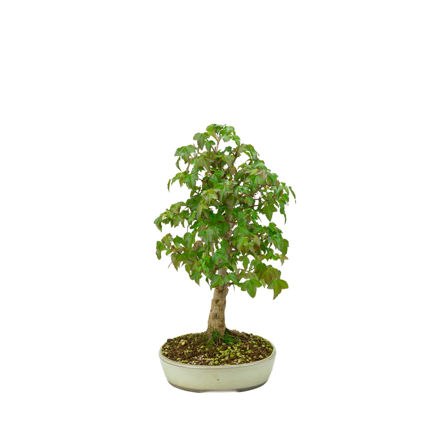 Bonsaï d'extérieur Acer buergerianum pot ovale crème 25 cm, hauteur ~36 cm