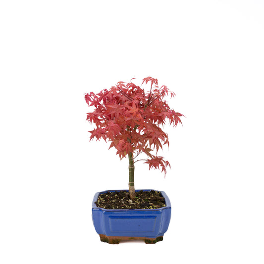 Acer palmatum « Beni Maiko »