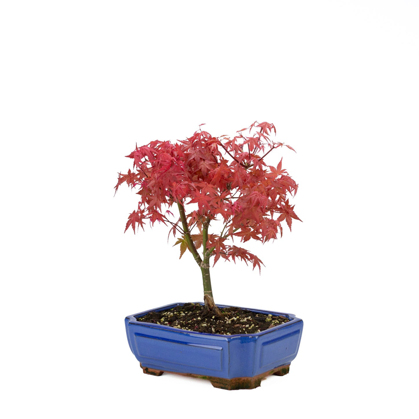 Acer palmatum « Beni Maiko »