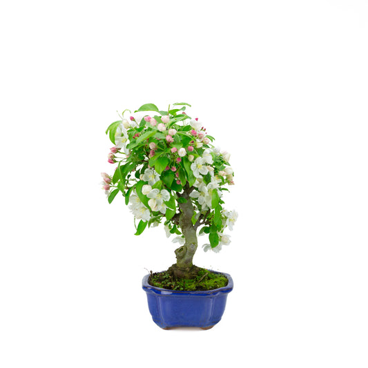 Malus halliana pot rectangulaire crème 16 cm, hauteur ~34 cm