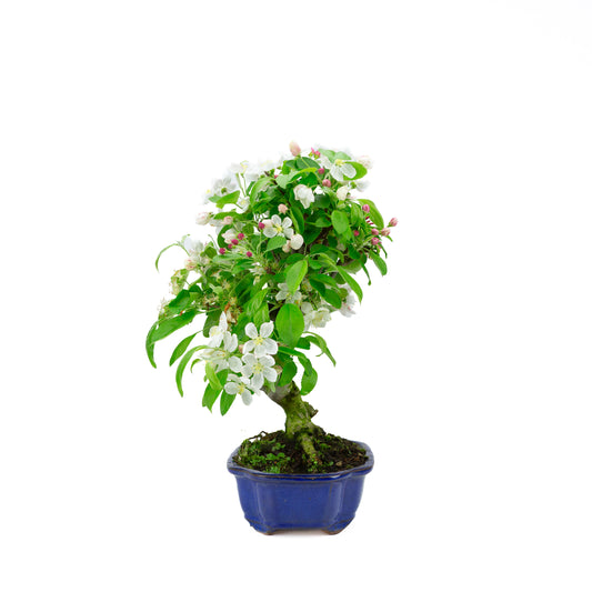 Malus halliana pot rectangulaire crème 16 cm, hauteur ~34 cm