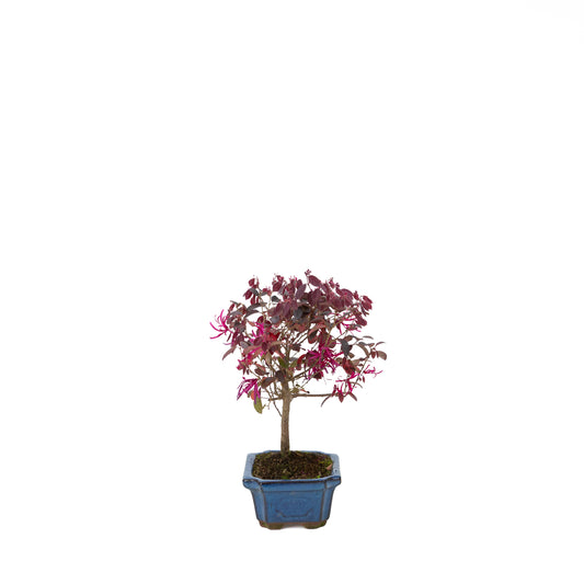 Loropetalum rubra Bonsaï en pot bleu 24 cm, hauteur ~40 cm