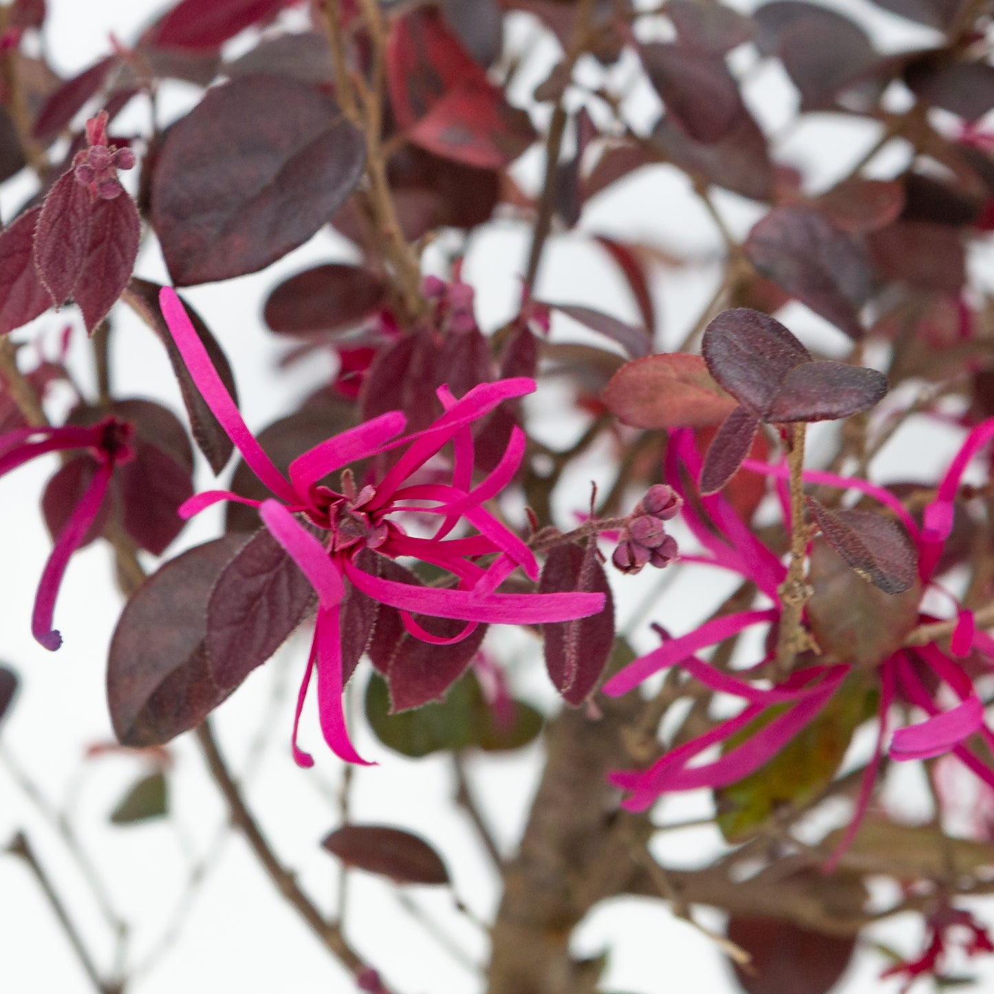 Loropetalum rubra Bonsaï en pot bleu 24 cm, hauteur ~40 cm