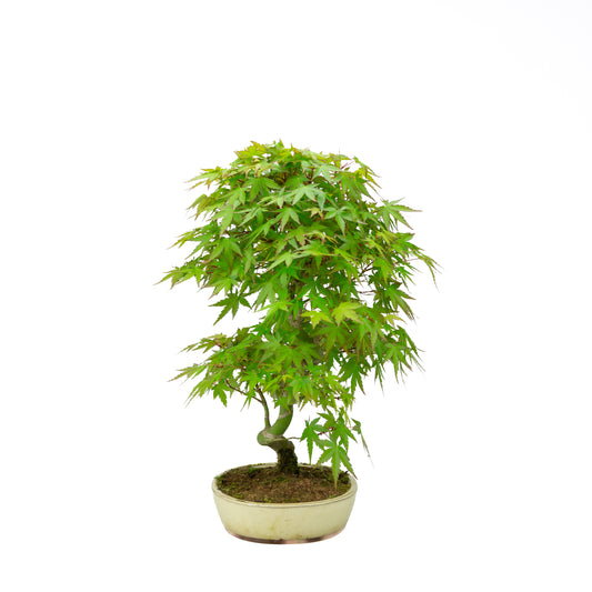 Acer palmatum pot ovale crème 20 cm, hauteur ~40 cm