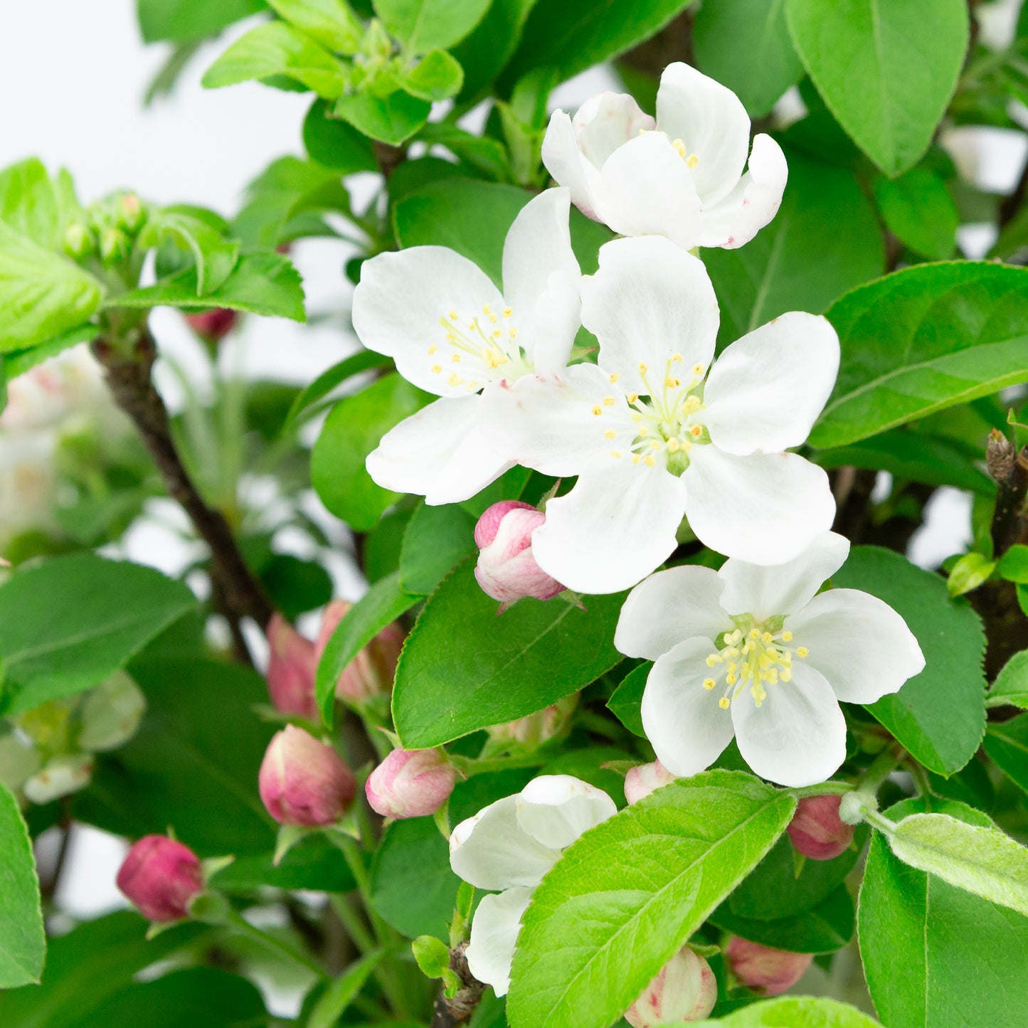 Malus halliana pot rectangulaire crème 16 cm, hauteur ~34 cm