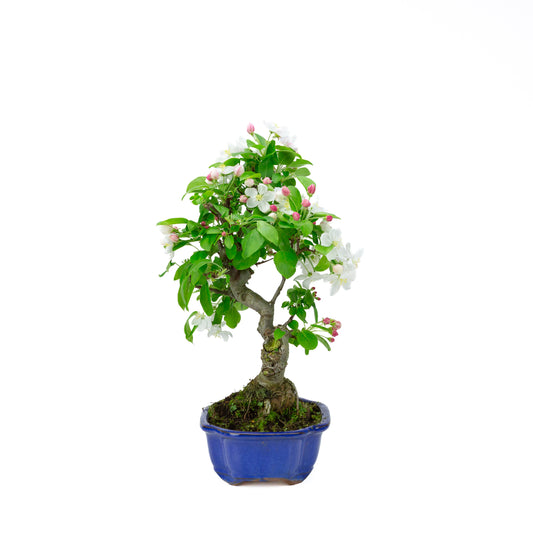 Malus halliana pot rectangulaire crème 16 cm, hauteur ~34 cm