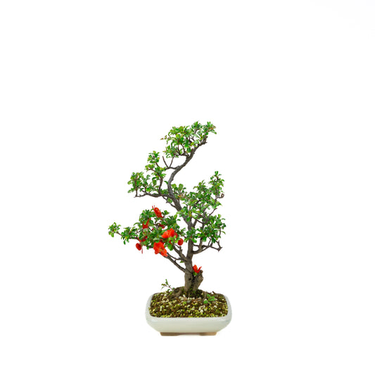 Chaenomeles speciosa pot rond en terre cuite 11 cm, hauteur ~12 cm
