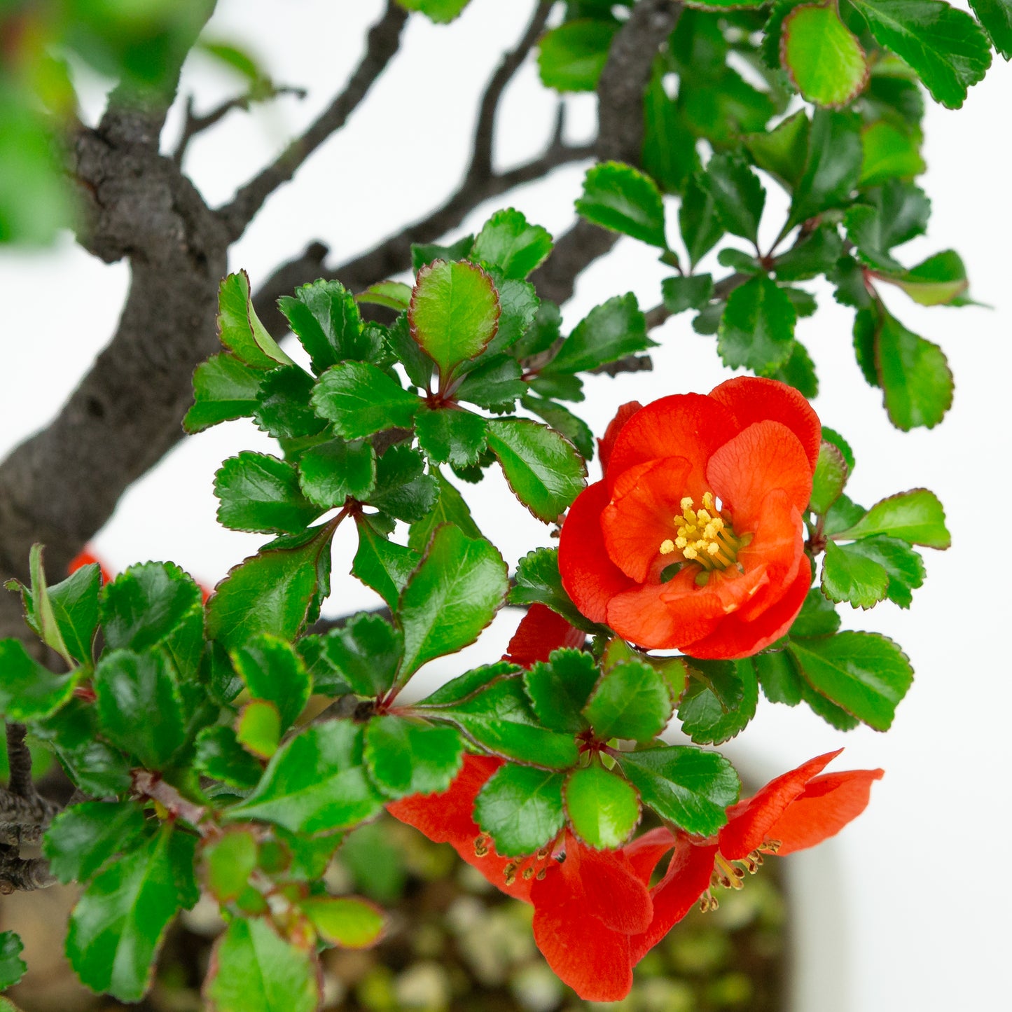 Chaenomeles speciosa pot rond en terre cuite 11 cm, hauteur ~12 cm