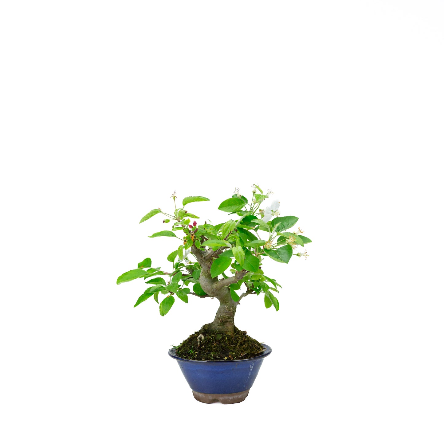Malus halliana pot rectangulaire crème 16 cm, hauteur ~34 cm