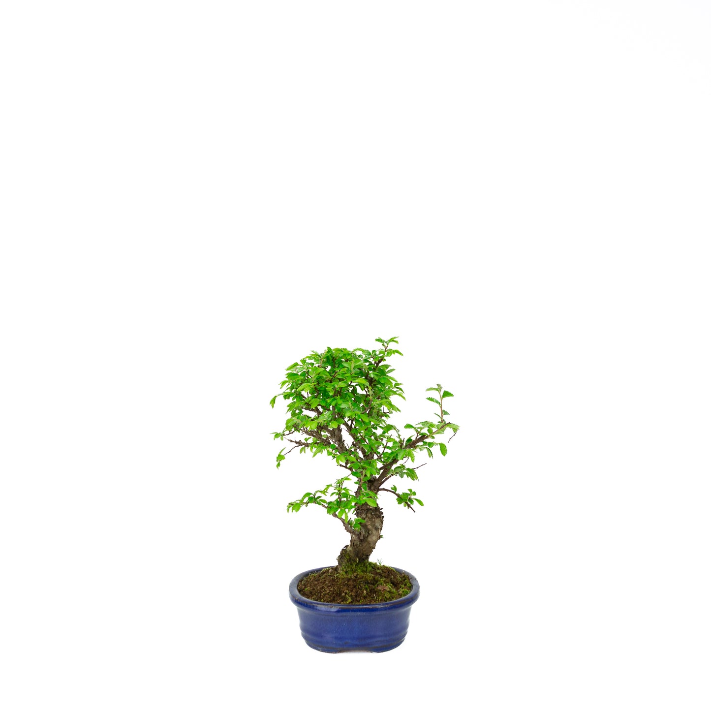 Ulmus parviflora racines sur rocher pot bleu 20 cm, hauteur ~34 cm