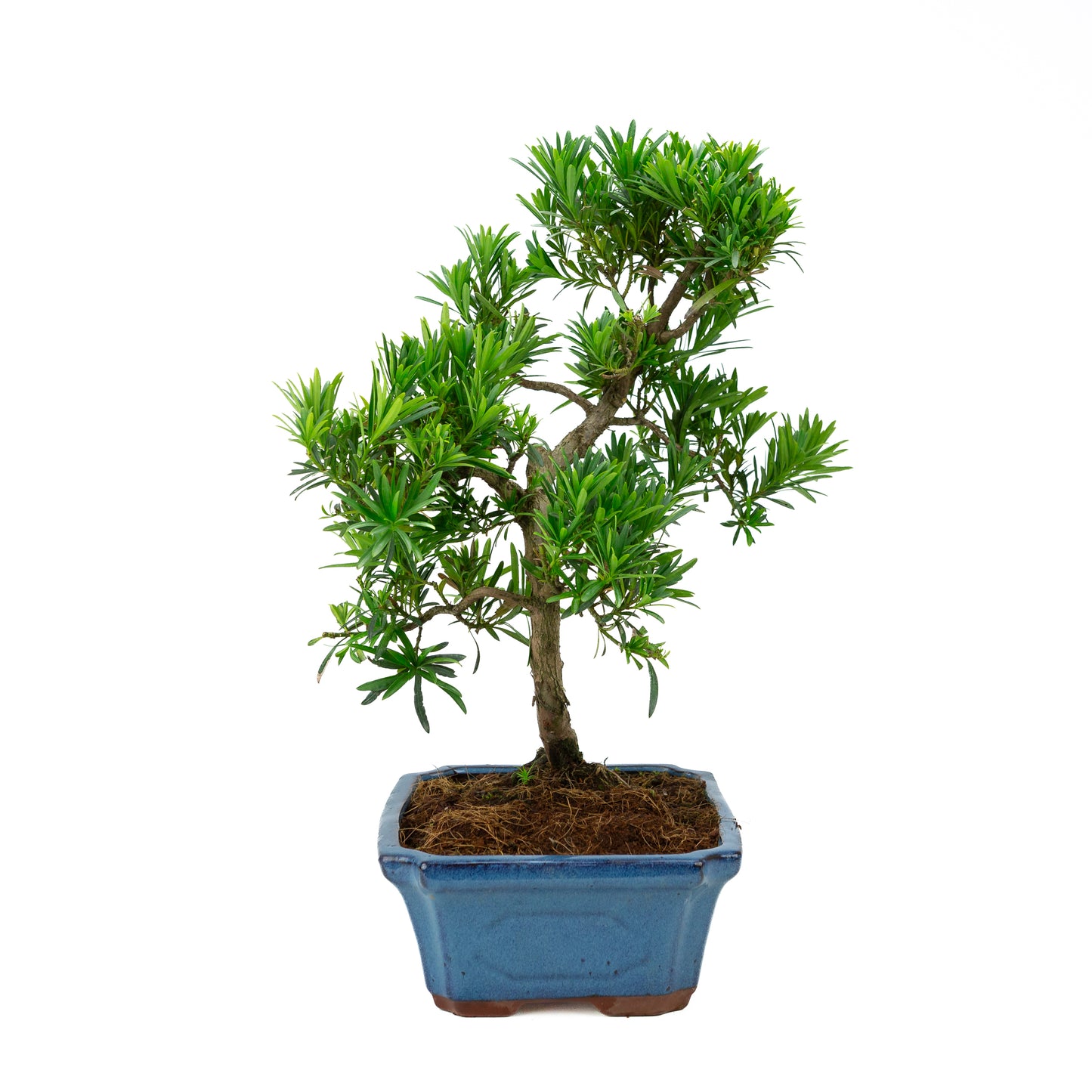 Podocarpus macrophylla pot bleu 30 cm, hauteur ~45 cm