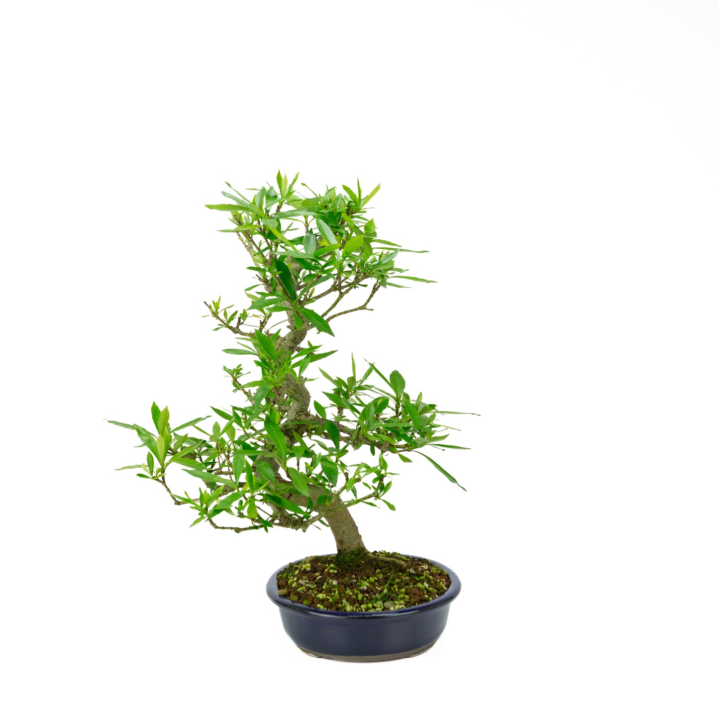 Pot Mokko bleu Gardenia 20 cm, hauteur ~37 cm
