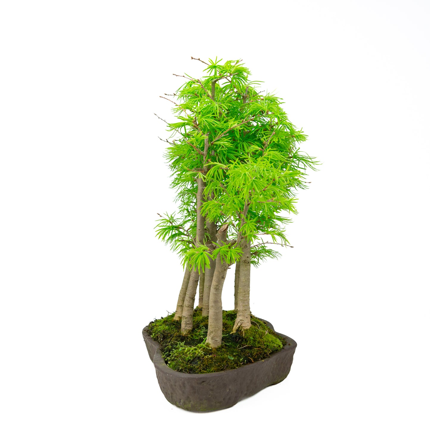 Pseudolarix amabilis forêt pot ovale brun 43 cm, hauteur ~56 cm