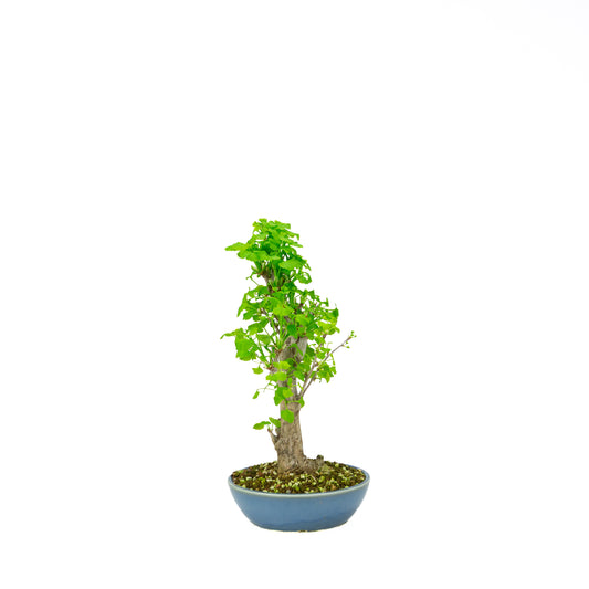 Ginkgo biloba pot rond crème 20 cm, hauteur ~50 cm