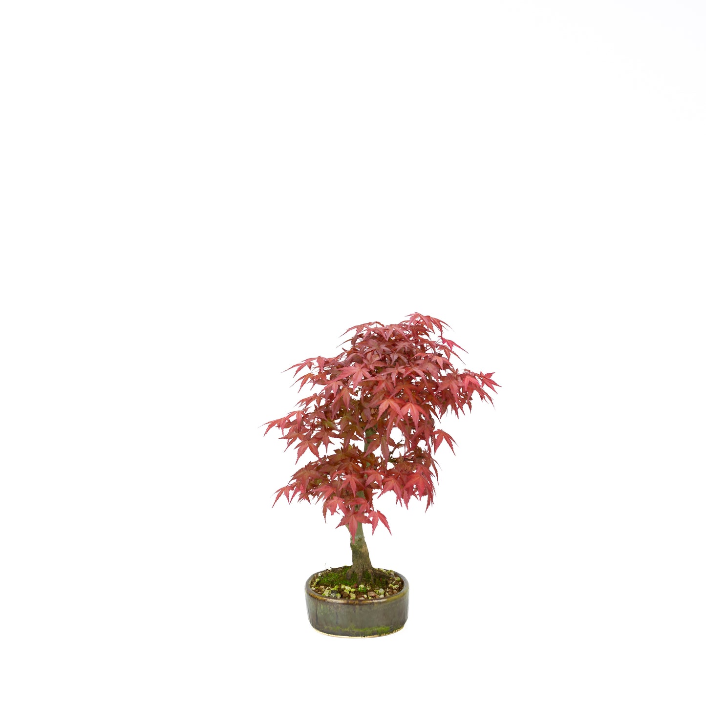 Acer palmatum Deshojo pot rectangulaire crème 21 cm, hauteur ~52 cm