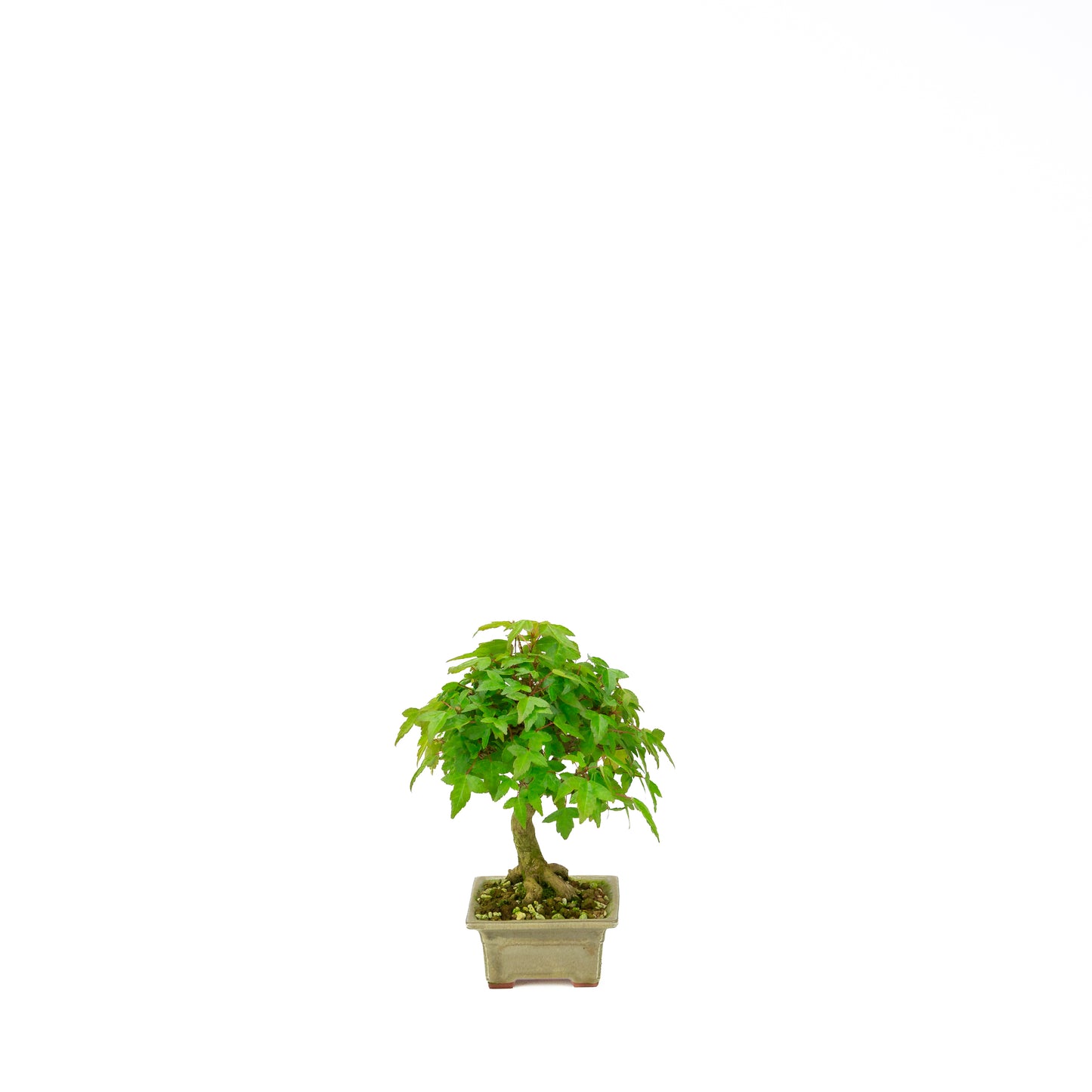 Acer buergerianum avec pot rond brun pierre 20 cm, hauteur ~31 cm