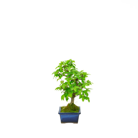 Carpinus coreana pot rectangulaire bleu 21 cm, hauteur ~35 cm