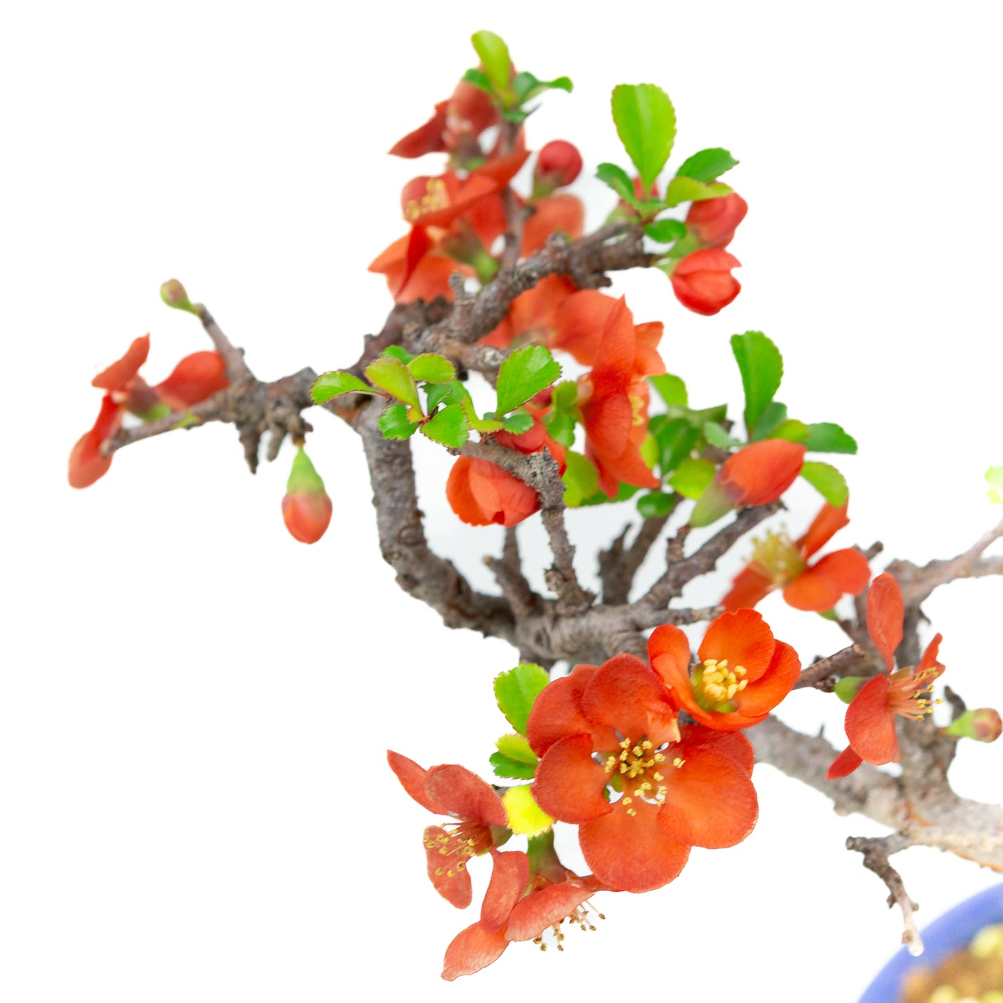 Chaenomeles speciosa pot rond en terre cuite 11 cm, hauteur ~12 cm