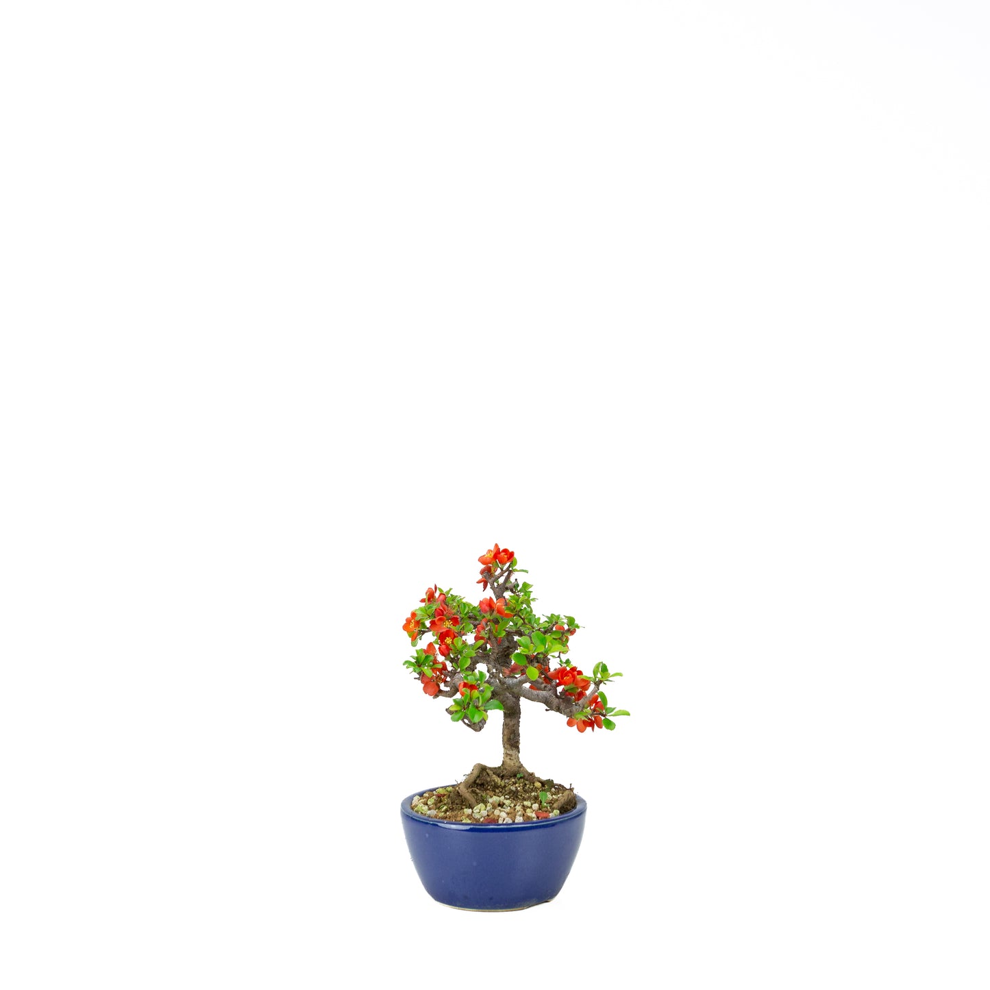 Chaenomeles speciosa pot rond en terre cuite 11 cm, hauteur ~12 cm