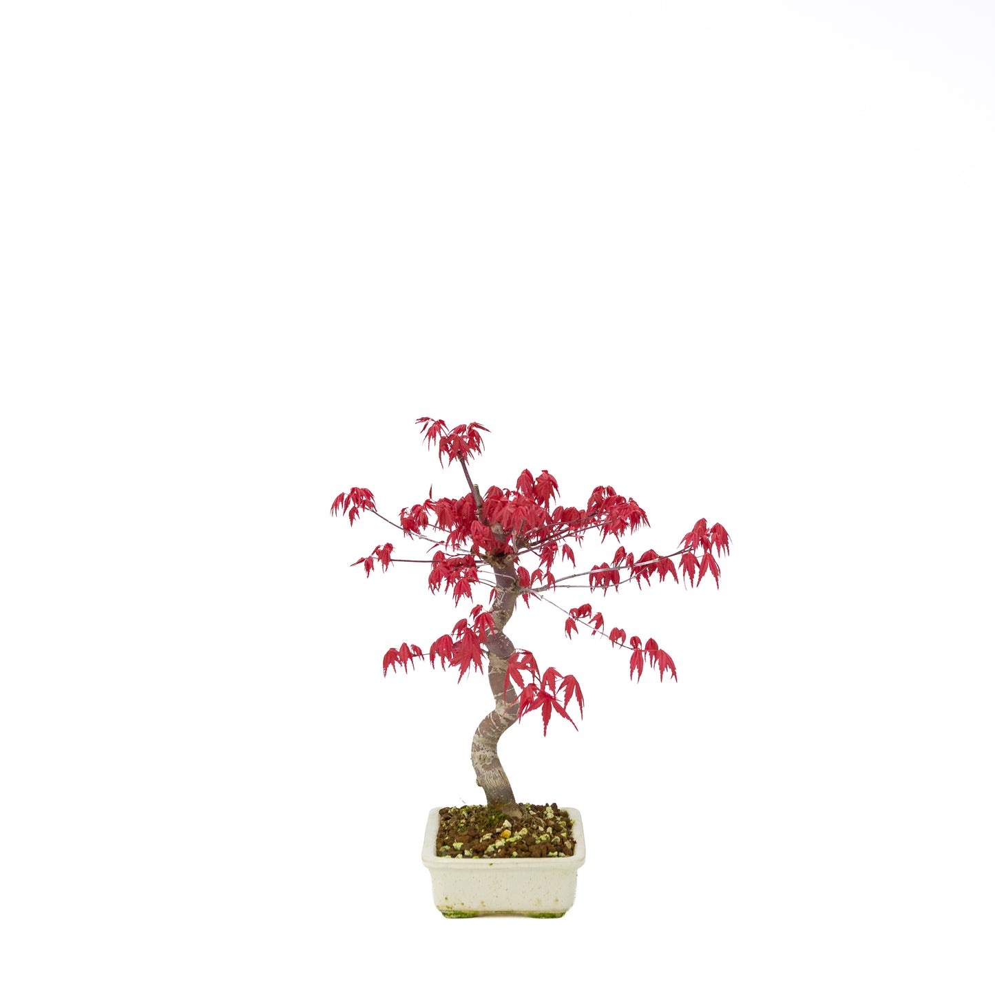 Acer palmatum Deshojo pot rectangulaire crème 21 cm, hauteur ~52 cm