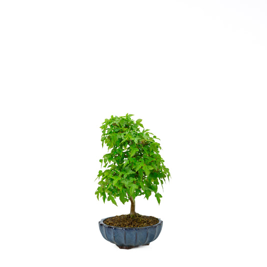 Acer buergerianum avec pot rond brun pierre 20 cm, hauteur ~31 cm