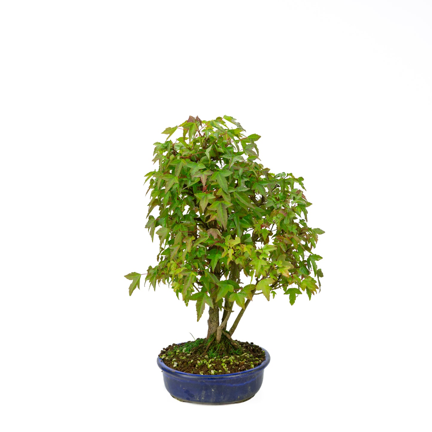 Acer buergerianum avec pot rond brun pierre 20 cm, hauteur ~31 cm