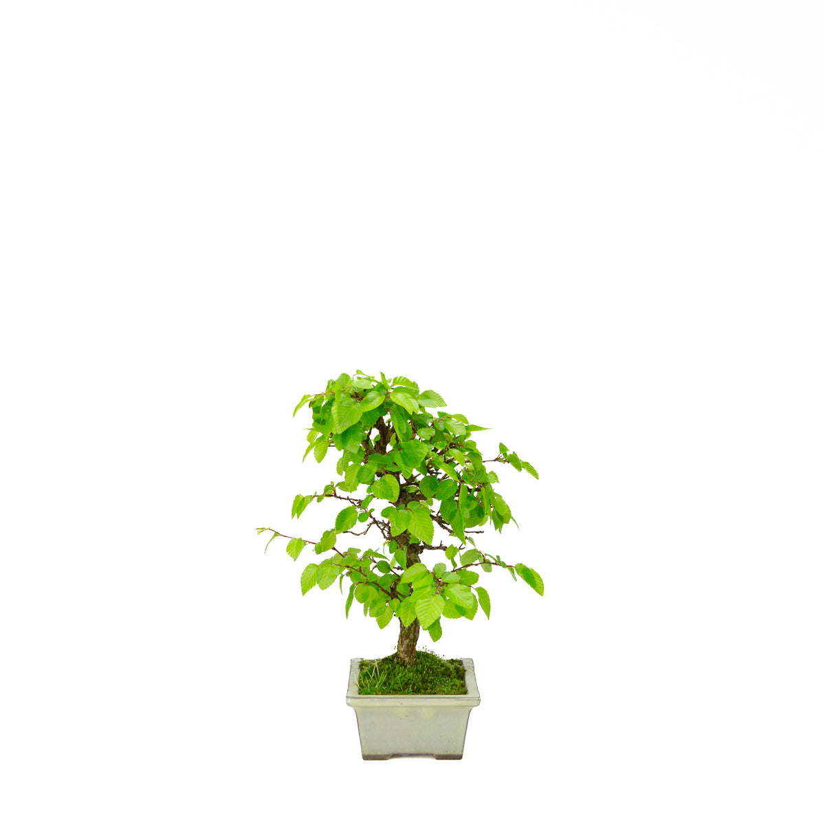 Carpinus coreana pot rectangulaire bleu 21 cm, hauteur ~35 cm