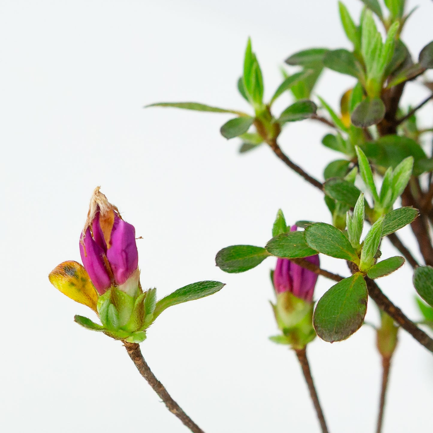 Rhododendron indicum (azalée satsuki), hauteur ~40cm