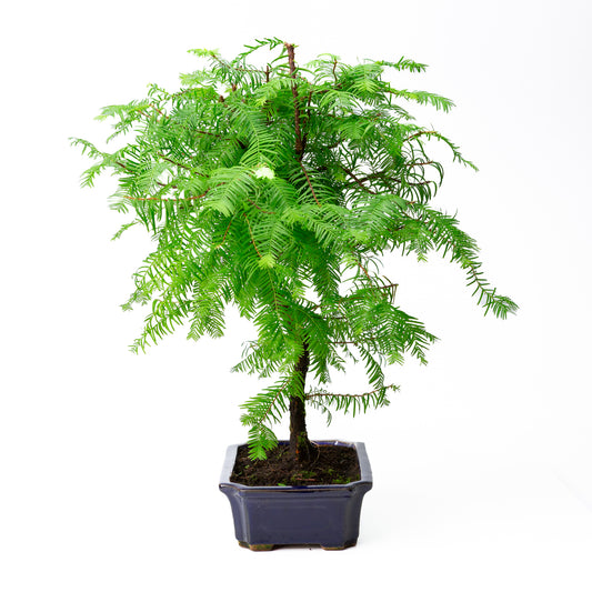 Metasequoia glyptostroboides pot 24 cm, hauteur ~53 cm