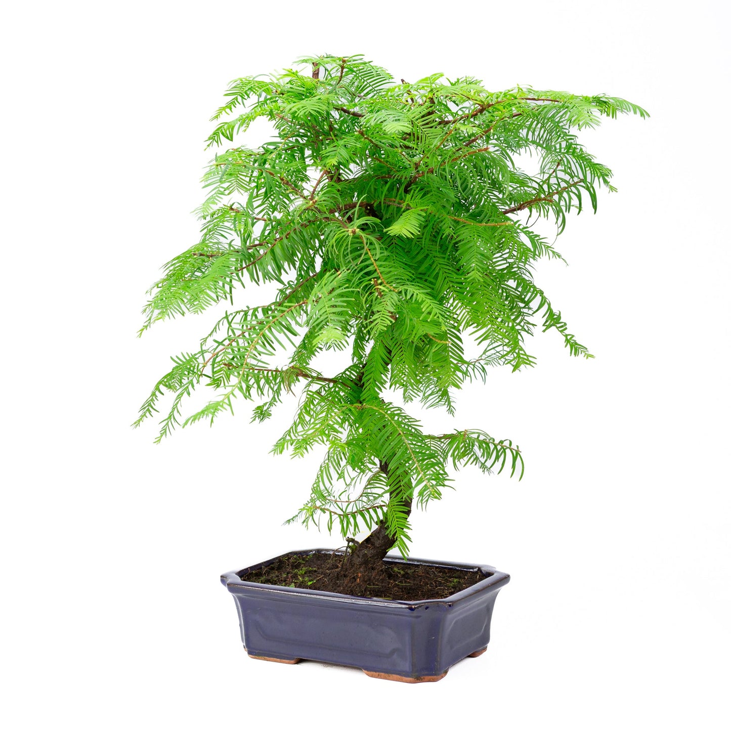 Metasequoia glyptostroboides pot 24 cm, hauteur ~53 cm