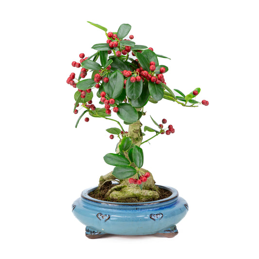 Ilex fortunei pot rond bleu 23 cm, hauteur ~37 cm