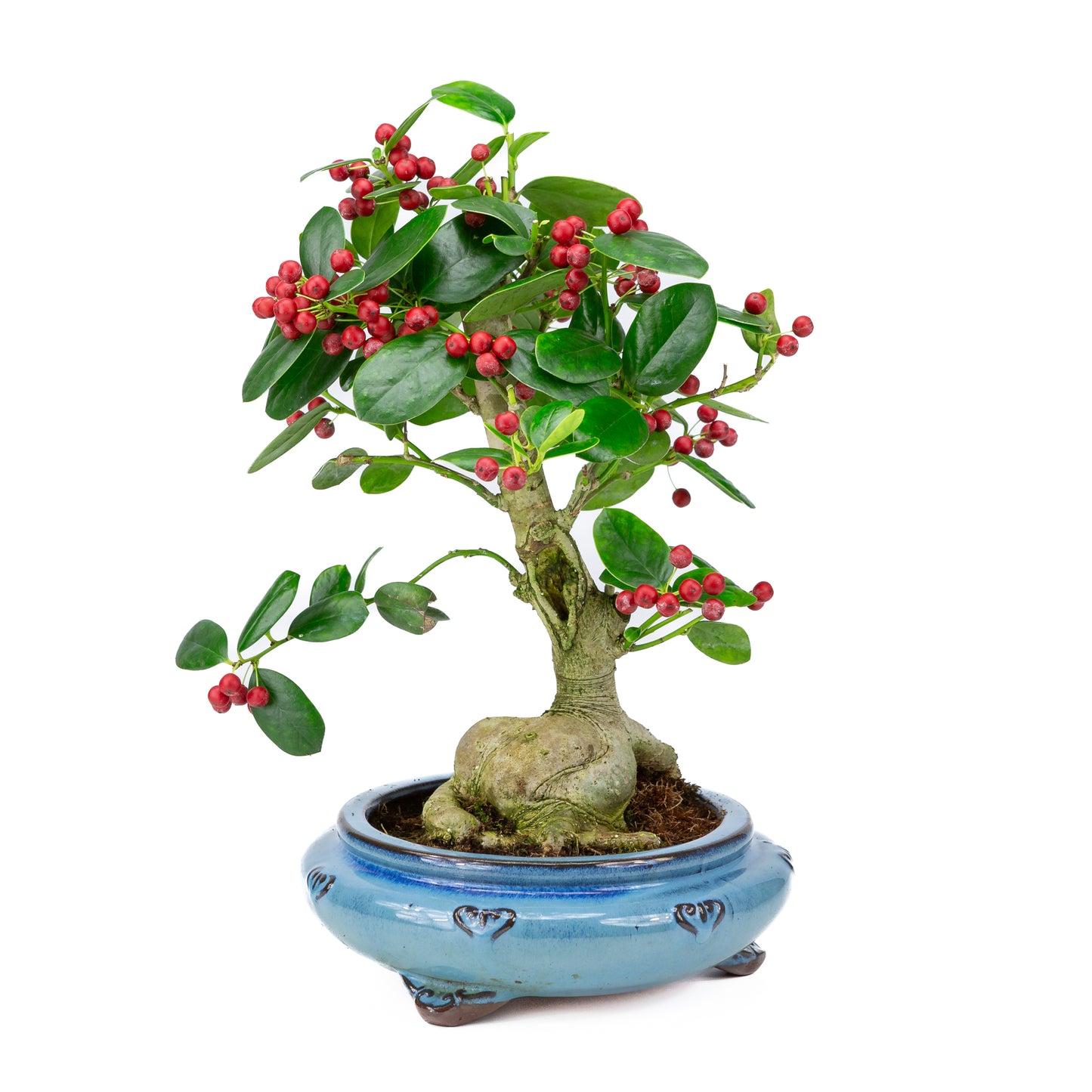 Ilex fortunei pot rond bleu 23 cm, hauteur ~37 cm