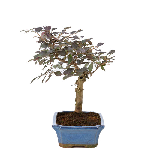 Loropetalum rubra Bonsaï en pot bleu 24 cm, hauteur ~40 cm