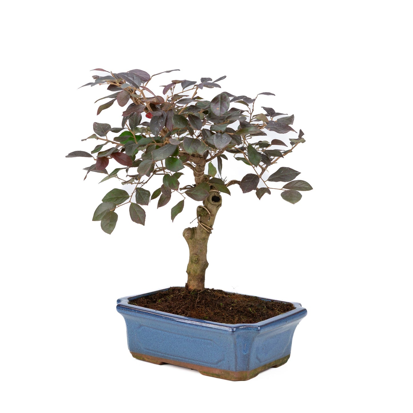 Loropetalum rubra Bonsaï en pot bleu 24 cm, hauteur ~40 cm